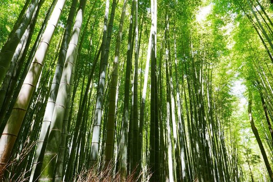 Grüner Bambuswald